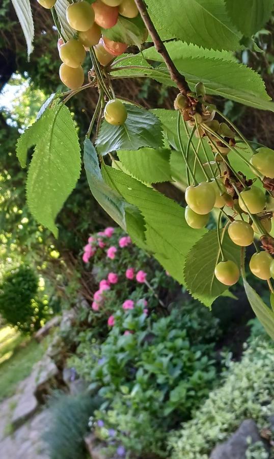 Agroturystyka Pod Debem Jonkowo ภายนอก รูปภาพ